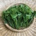 正宗海南五指山野菜树仔菜有机种植天绿香每天稳定供应