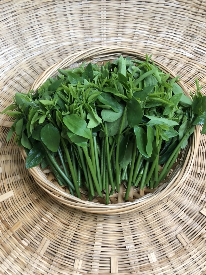 正宗海南五指山野菜树仔菜有机种植天绿香每天稳定供应