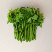 正宗海南五指山野菜树仔菜有机种植天绿香每天稳定供应