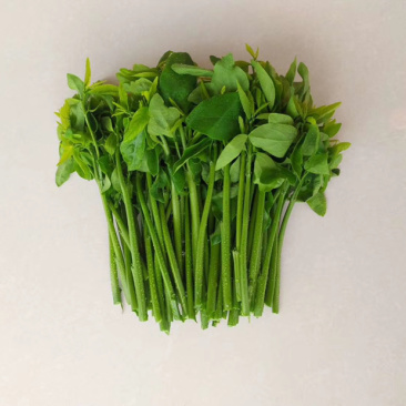 正宗海南五指山野菜树仔菜有机种植天绿香每天稳定供应