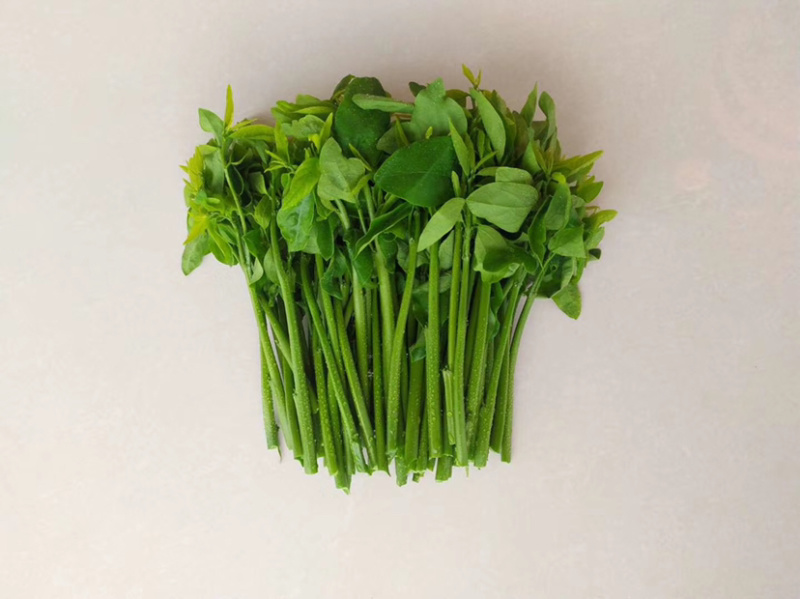 正宗海南五指山野菜树仔菜有机种植天绿香每天稳定供应
