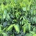 正宗海南五指山野菜树仔菜有机种植天绿香每天稳定供应
