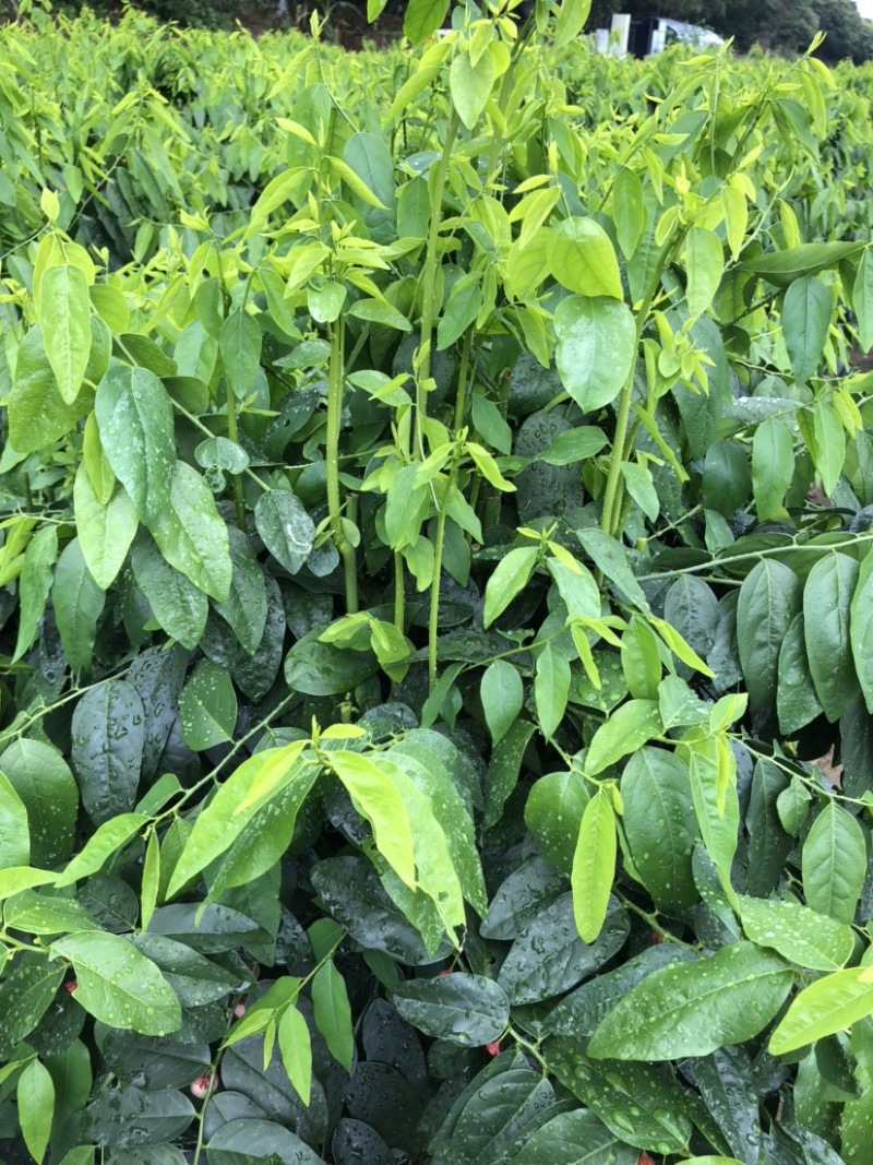 正宗海南五指山野菜树仔菜有机种植天绿香每天稳定供应