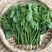 正宗海南五指山野菜树仔菜有机种植天绿香每天稳定供应