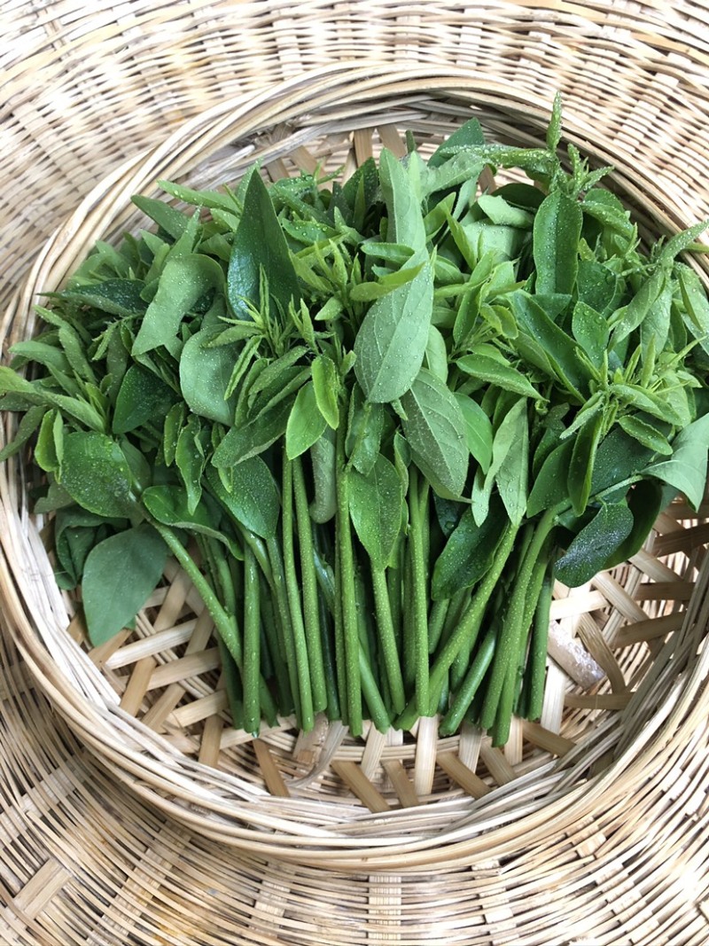 正宗海南五指山野菜树仔菜有机种植天绿香每天稳定供应