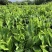 正宗海南五指山野菜树仔菜有机种植天绿香每天稳定供应