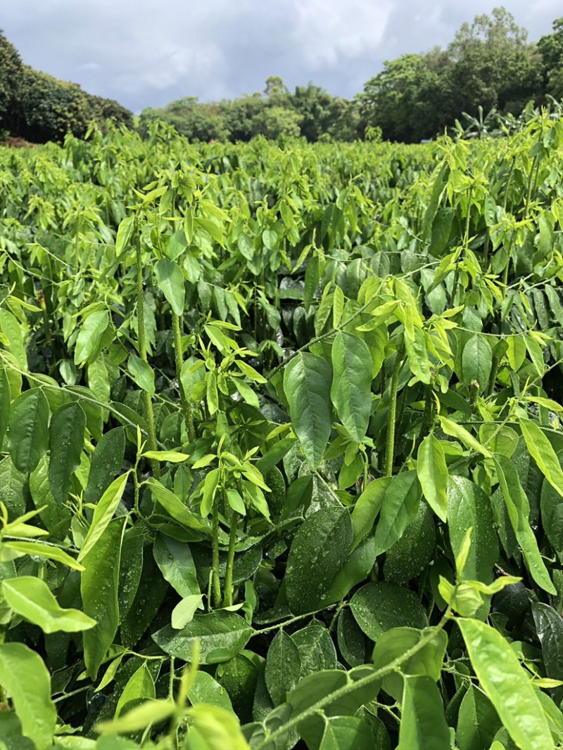 正宗海南五指山野菜树仔菜有机种植天绿香每天稳定供应