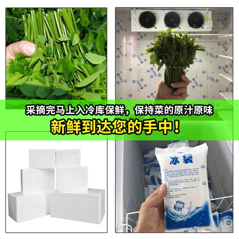 正宗海南五指山野菜树仔菜有机种植天绿香每天稳定供应