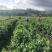 正宗海南五指山野菜树仔菜有机种植天绿香每天稳定供应