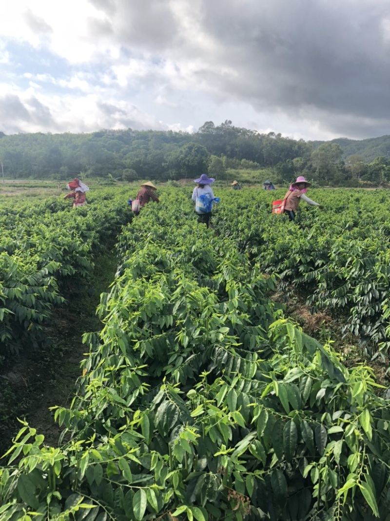 正宗海南五指山野菜树仔菜有机种植天绿香每天稳定供应