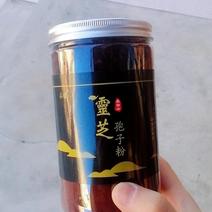 长白山灵芝孢子粉(新品上架优惠)原产地罐装当天发货