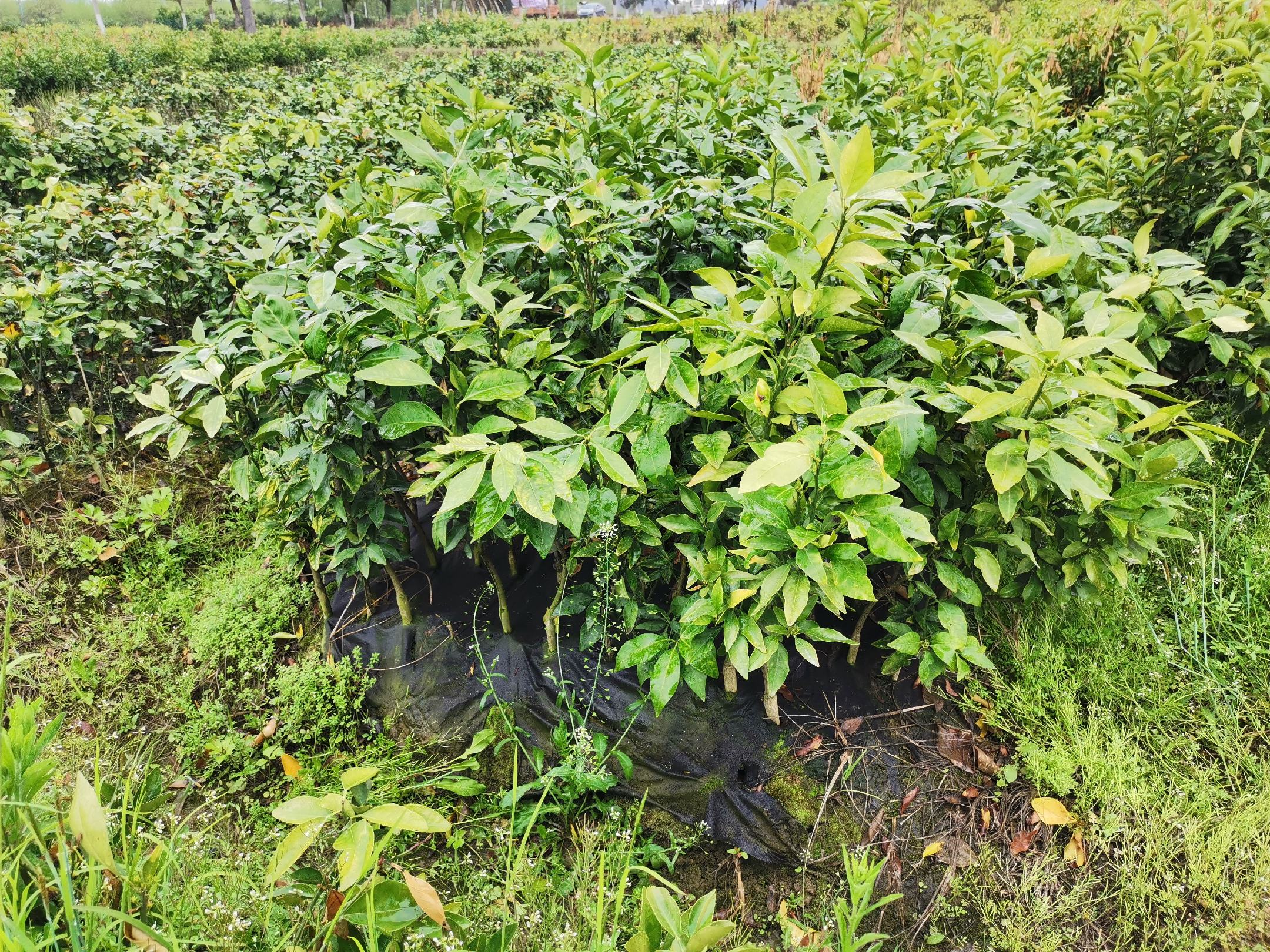 一株健康的常德脐橙嫁接苗,展示其粗壮的茎干、完整的根系和清晰的嫁接口,叶片翠绿有光泽,生长势强,适合春季定植 优质常德脐橙苗特写