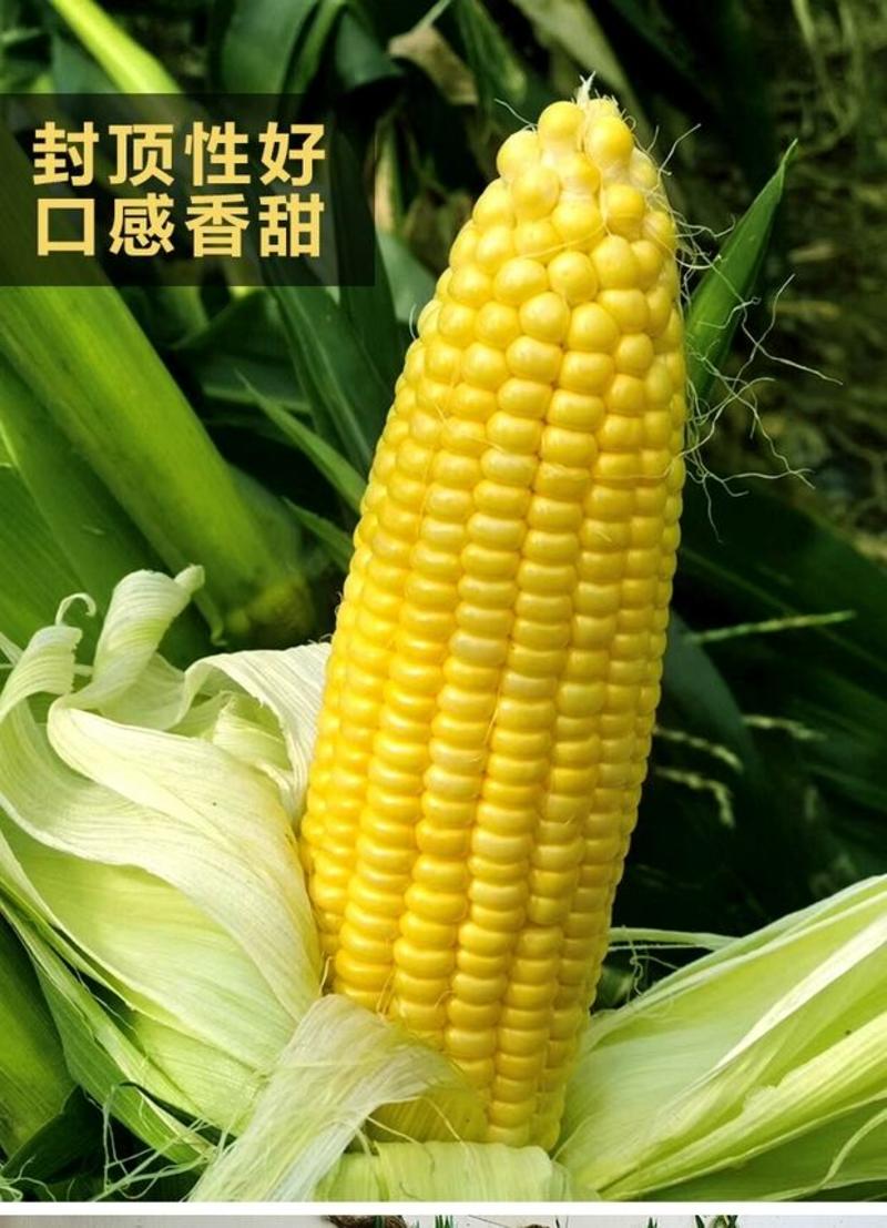 泰阳花16号泰系杂交甜玉米种子