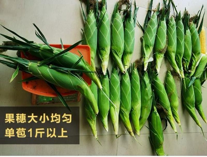 泰阳花16号泰系杂交甜玉米种子