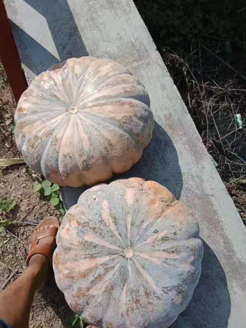 产地直供盘龙202，204板栗南瓜质量佳口感好，又面又甜
