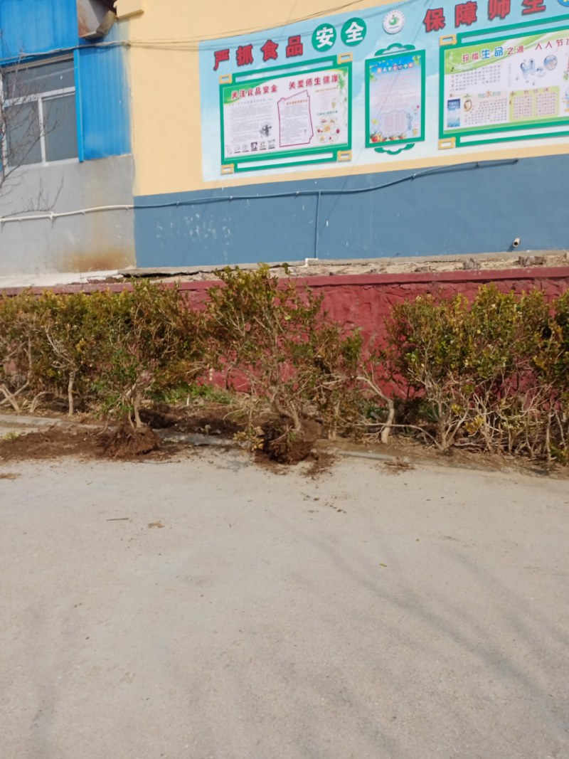 小黄杨喜欢的可以做盆景