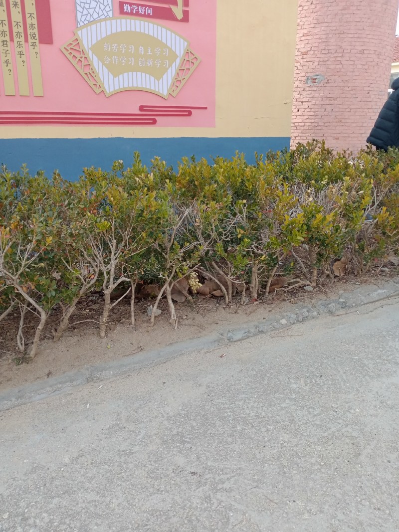 小黄杨喜欢的可以做盆景