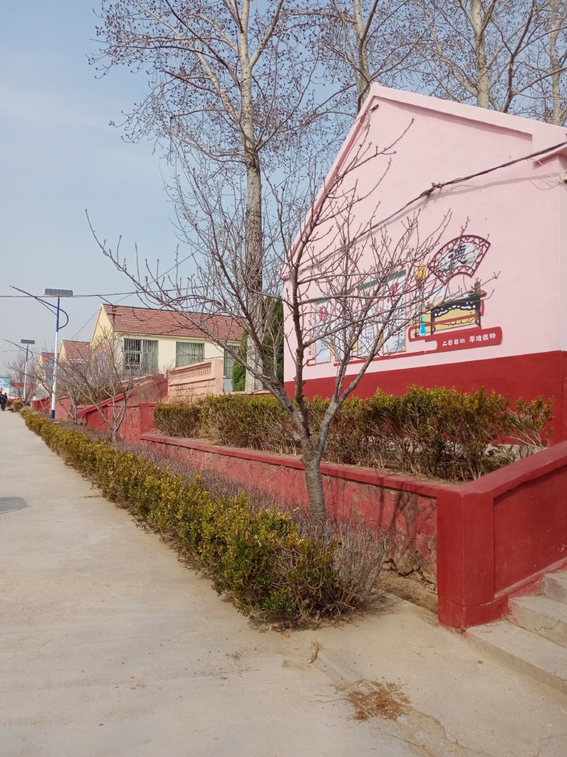 小黄杨喜欢的可以做盆景