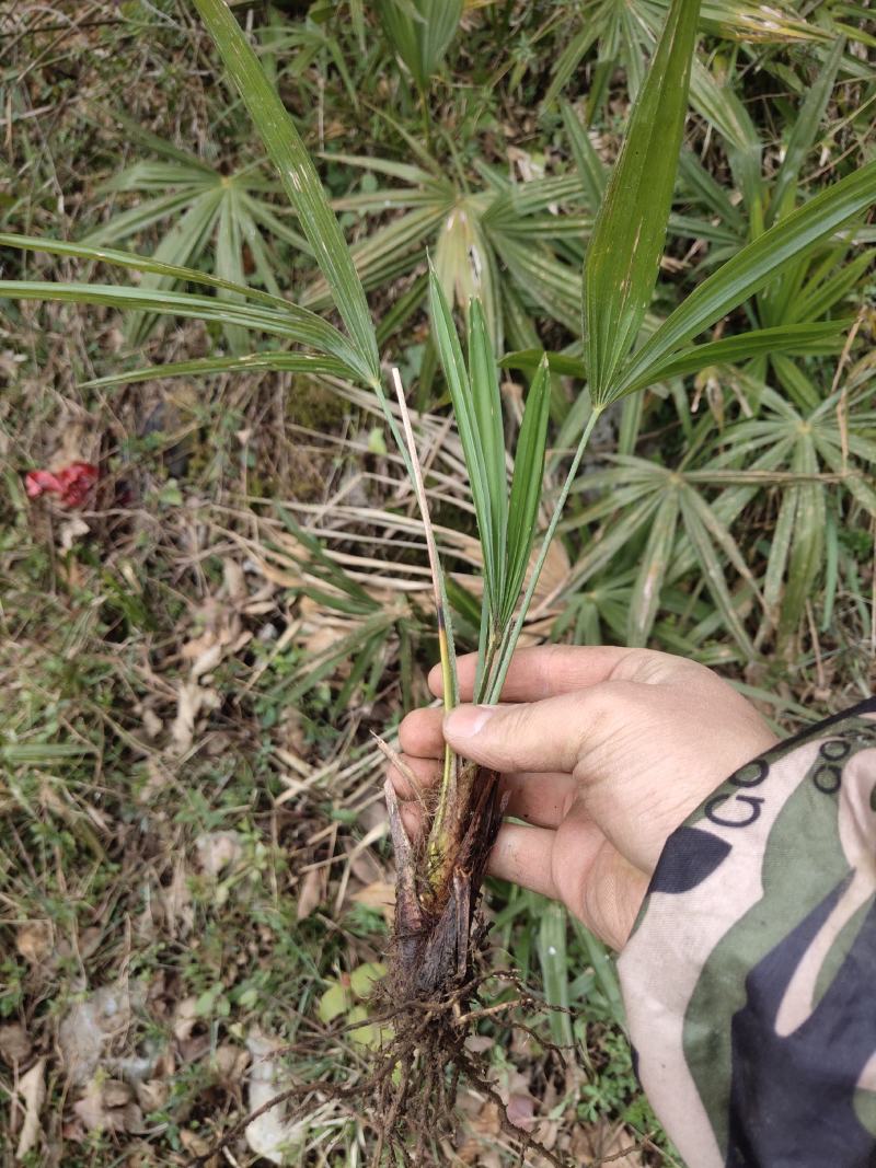 棕树苗棕笋树苗棕包树苗....
