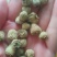 贵州野生覆盆子干货药用当天发货质量保证