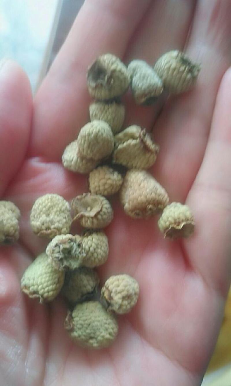 贵州野生覆盆子干货药用当天发货质量保证