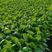 优质甘蓝苗，适应春秋种植。产量高，抗病能力强对接全国客商