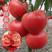 大果型番茄苗西红柿苗有中华粉冠硬果的等多个品种量大从优