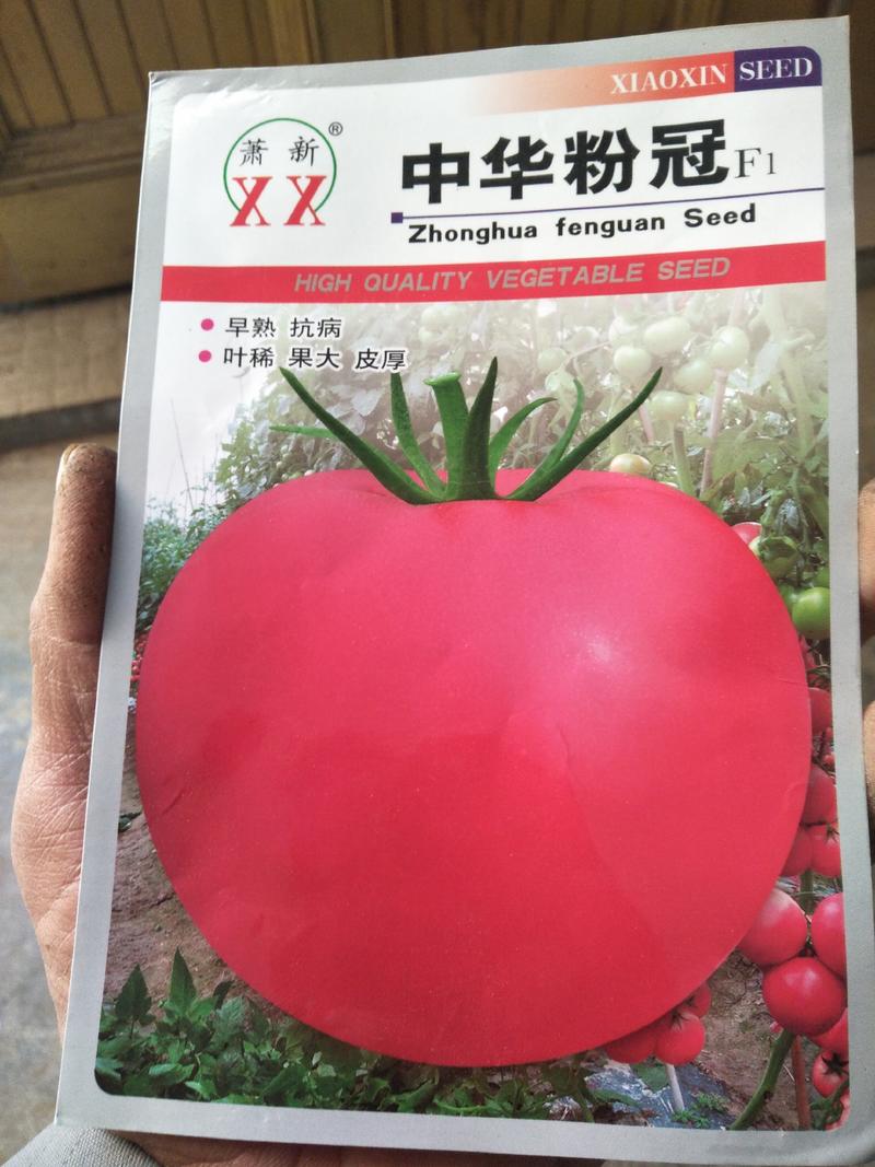 大果型番茄苗西红柿苗有中华粉冠硬果的等多个品种量大从优