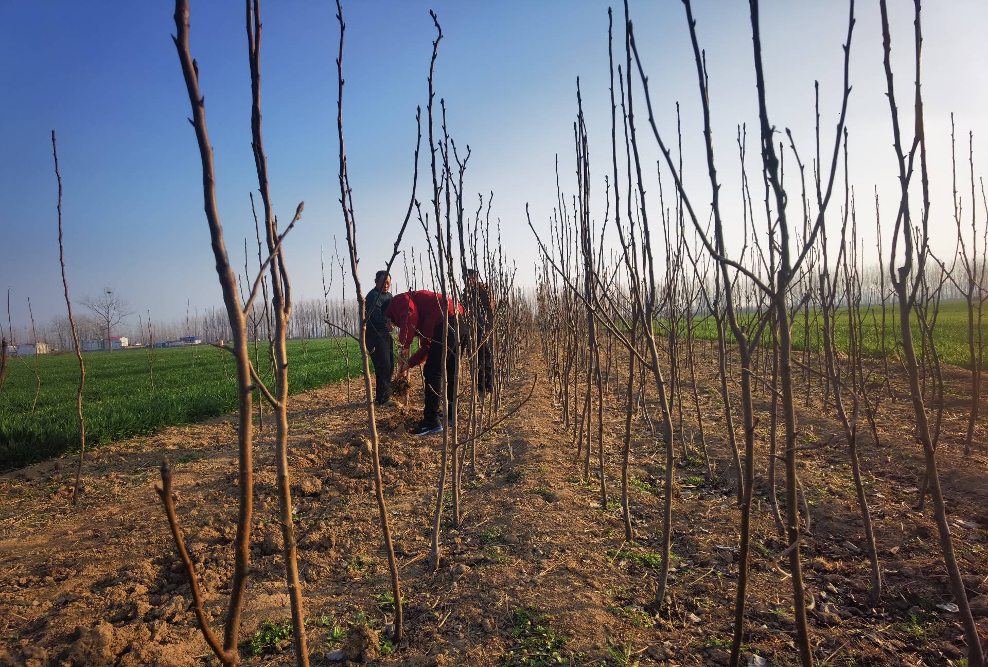 放大镜下的梨籽特写,旁边摆放着正在发芽的梨籽种子,背景为土壤与花盆 梨籽特写与种植过程展示