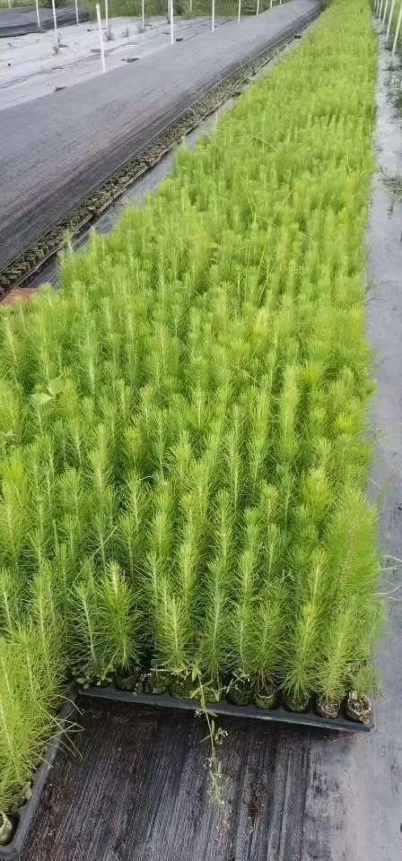 基质杯苗松树苗，湿地松苗，美国松树苗，根部发达