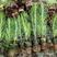 基质杯苗松树苗，湿地松苗，美国松树苗，根部发达