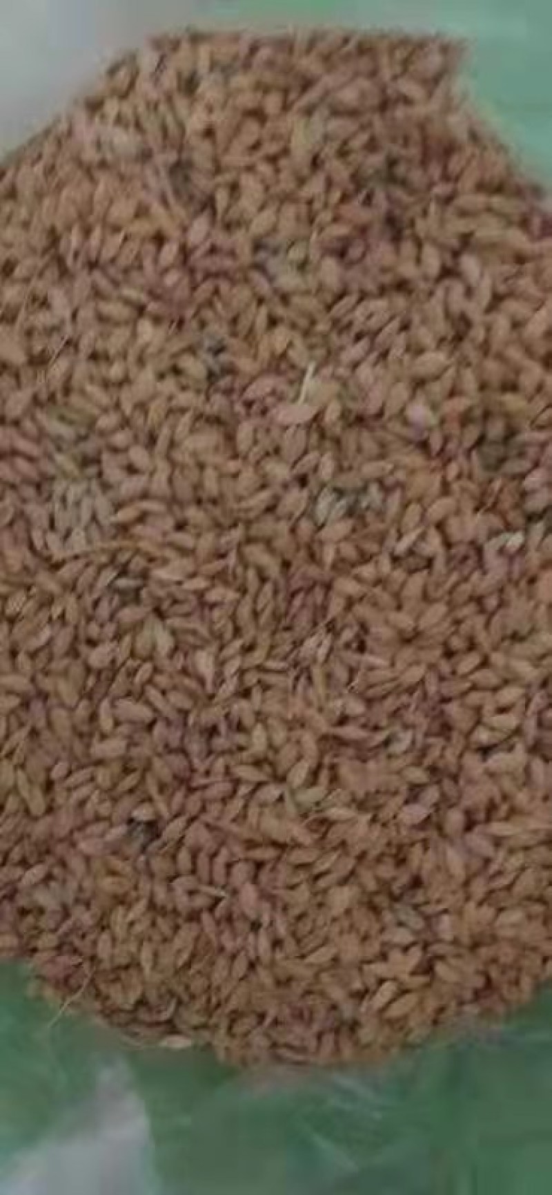 饲料原料一配比稻谷，百分之15玉米比百分之85稻谷