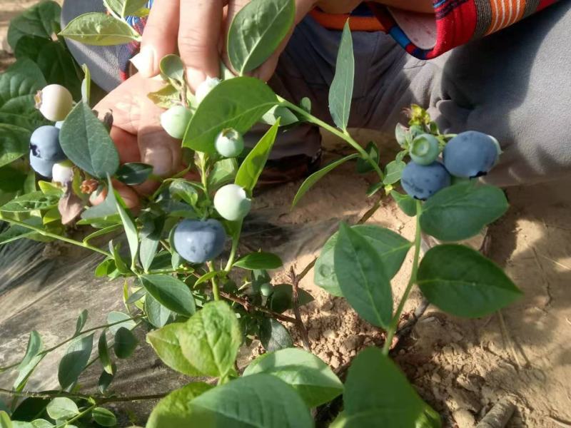 位于北纬39°的大连庄河蓝莓之乡好山好水好蓝莓