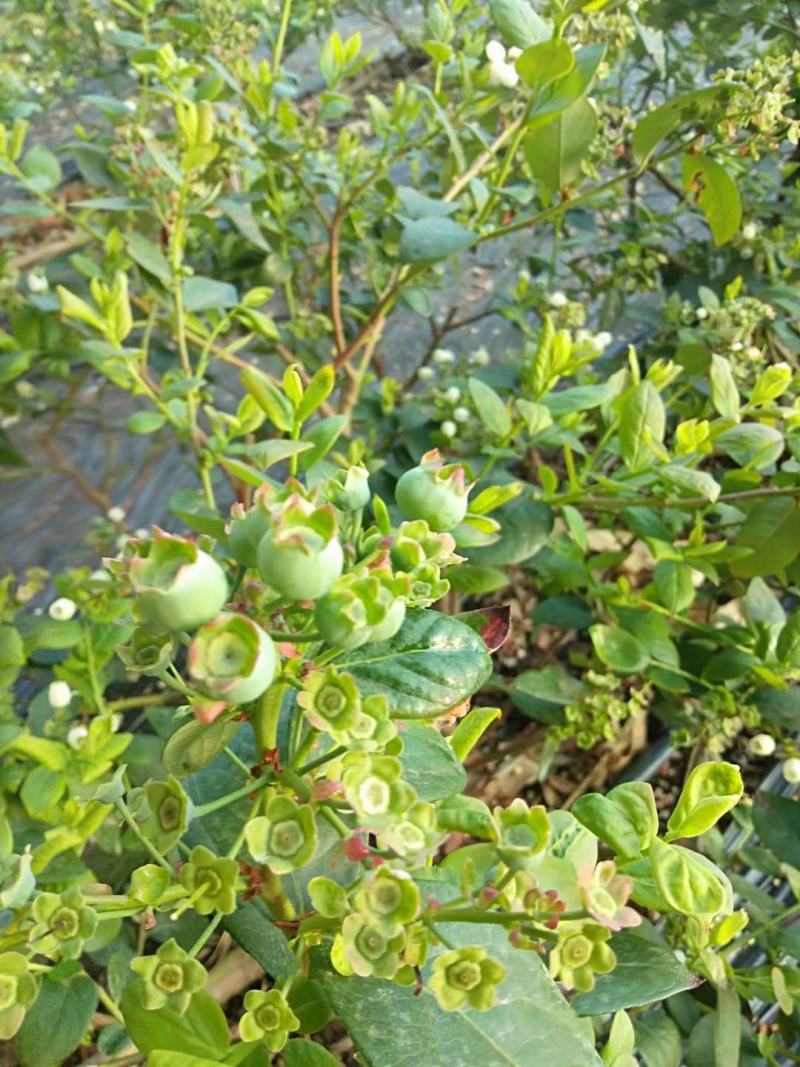 位于北纬39°的大连庄河蓝莓之乡好山好水好蓝莓