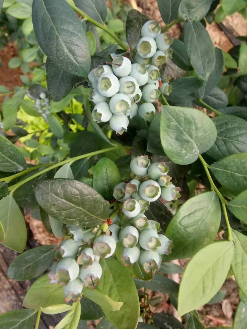 位于北纬39°的大连庄河蓝莓之乡好山好水好蓝莓