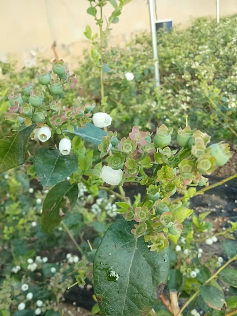 位于北纬39°的大连庄河蓝莓之乡好山好水好蓝莓