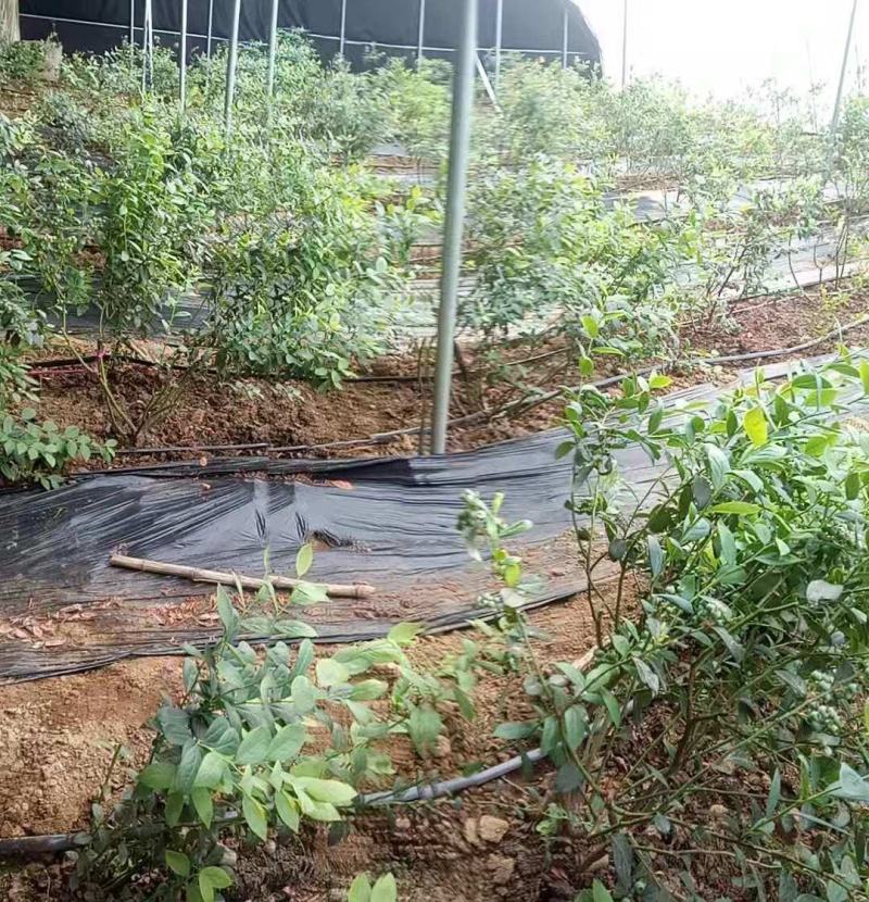 位于北纬39°的大连庄河蓝莓之乡好山好水好蓝莓