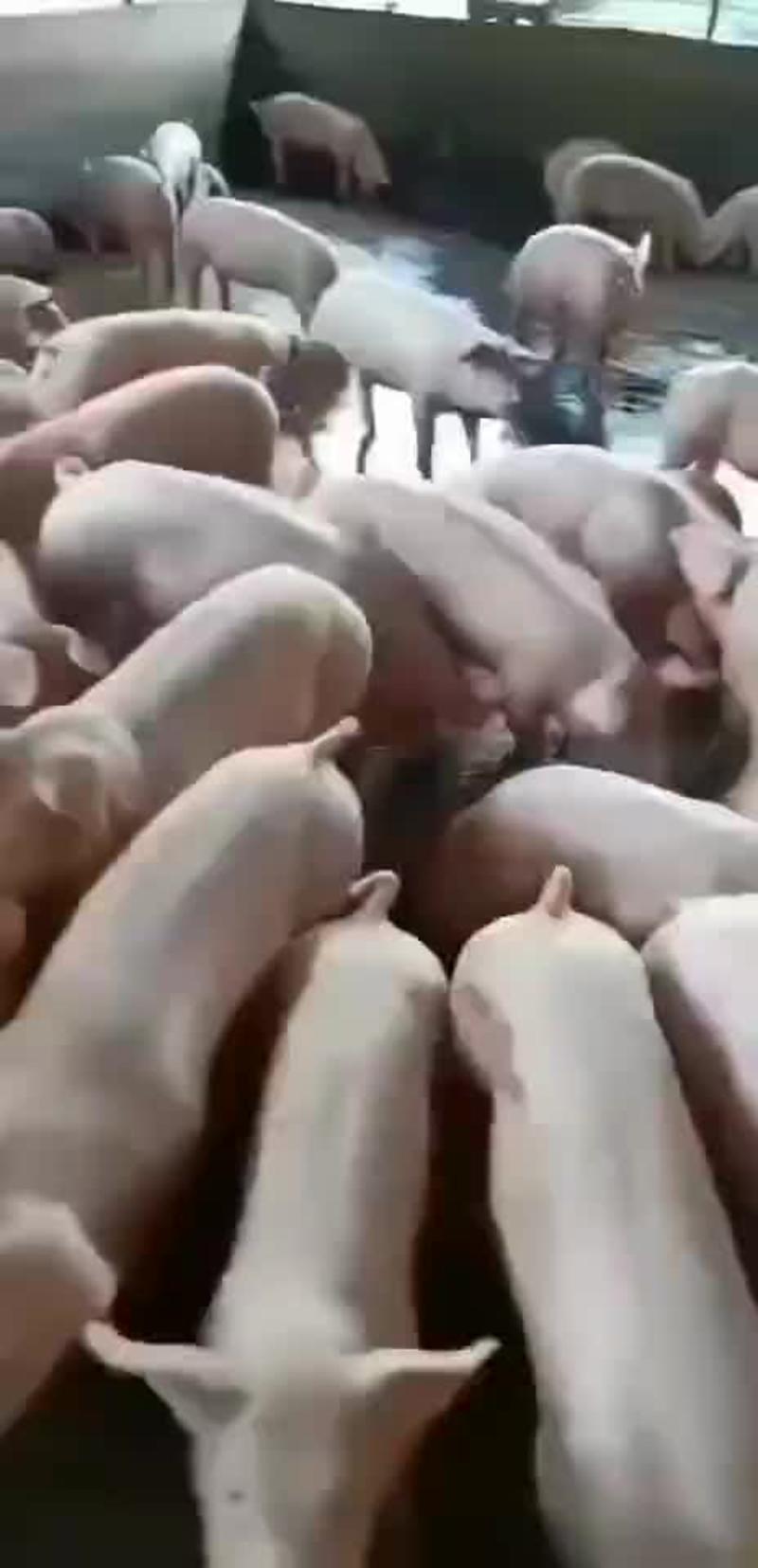 梅山猪，梅山母猪，梅山猪种猪，原种梅山母猪，纯种梅山猪