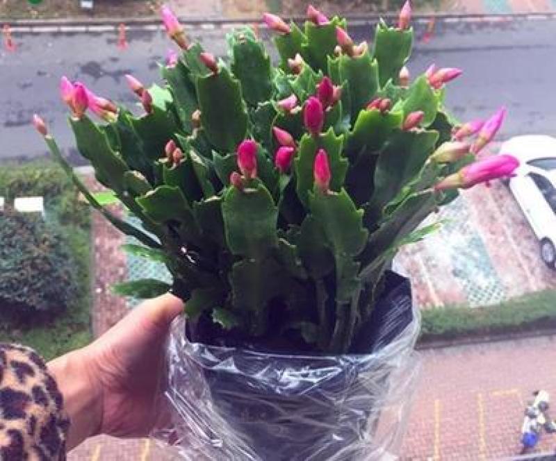 蟹爪兰现挖现发盆栽地栽可供观赏