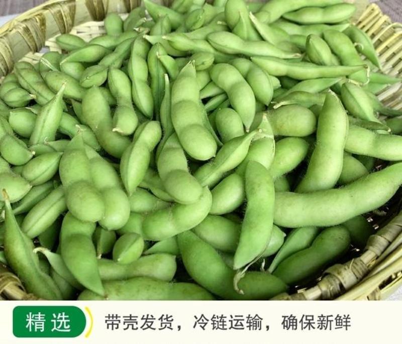 台湾特早王毛豆子，三粒米荚多鲜荚保绿抗病，高产更稳产