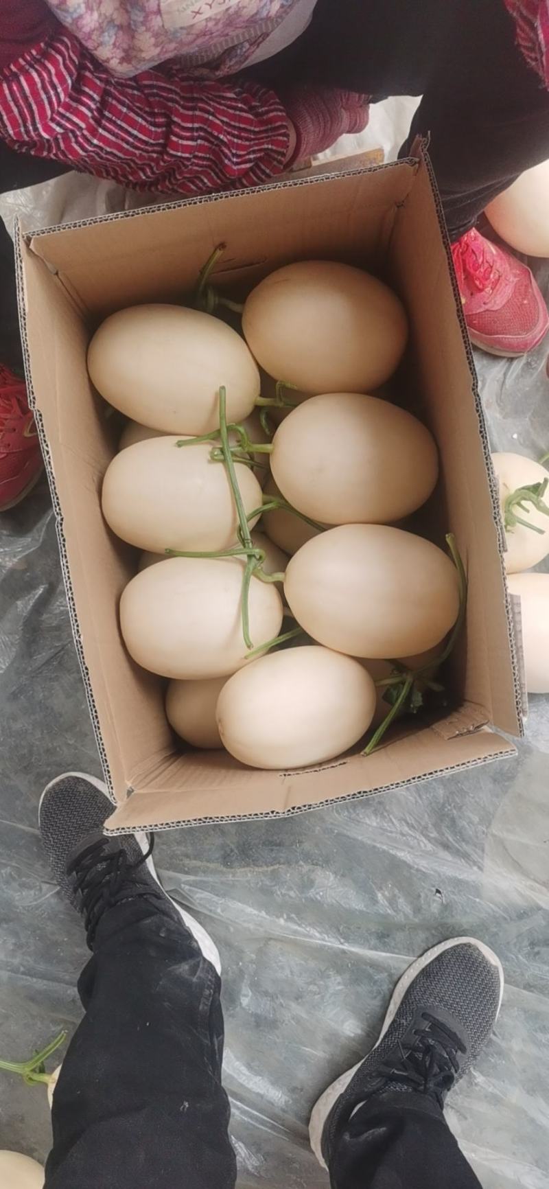 山东莘县红金密洋香瓜