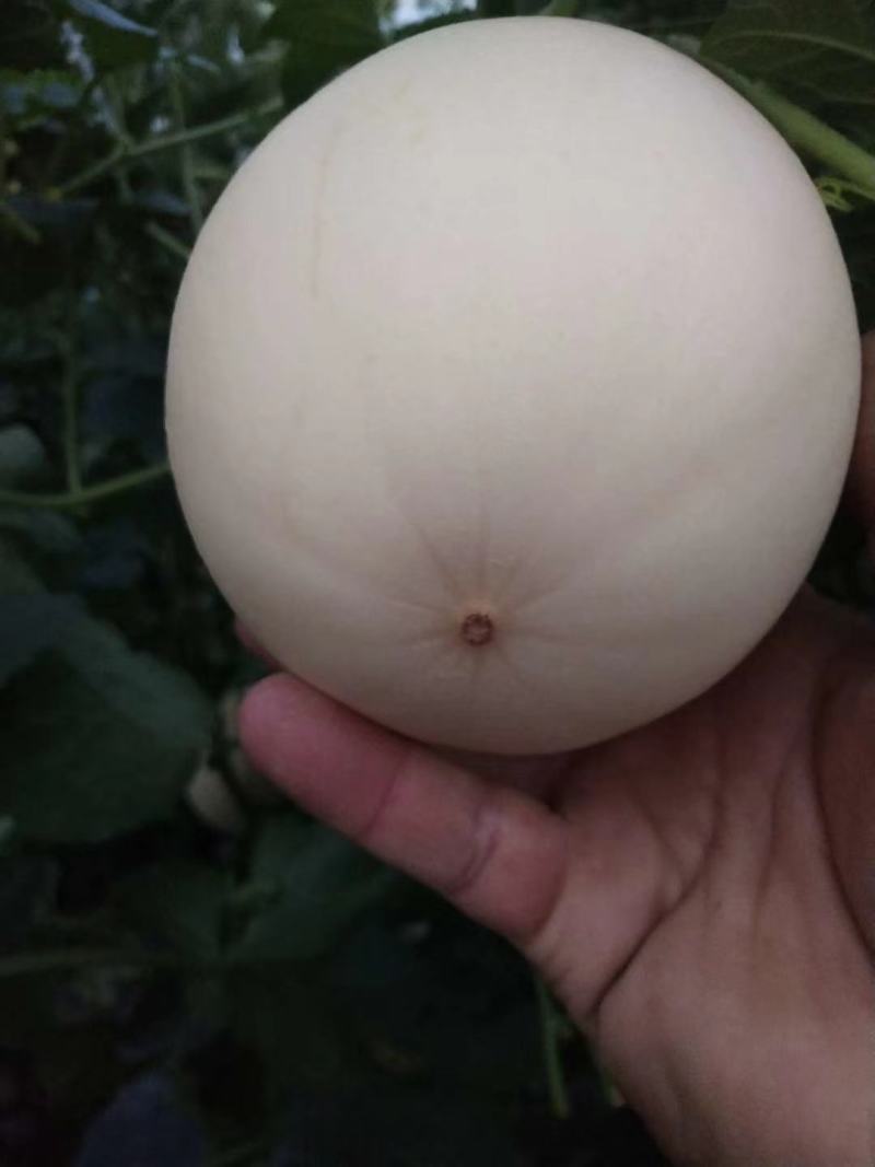 山东莘县红金密洋香瓜