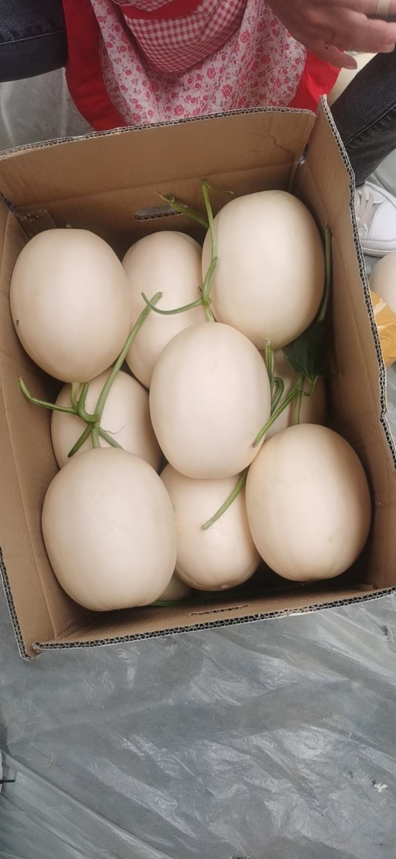 山东莘县红金密洋香瓜