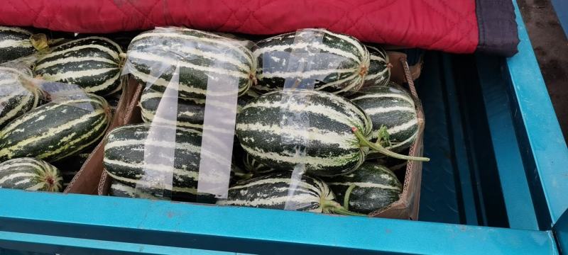 （精品推荐）博洋9号甜瓜大量供应市场电商专业代收