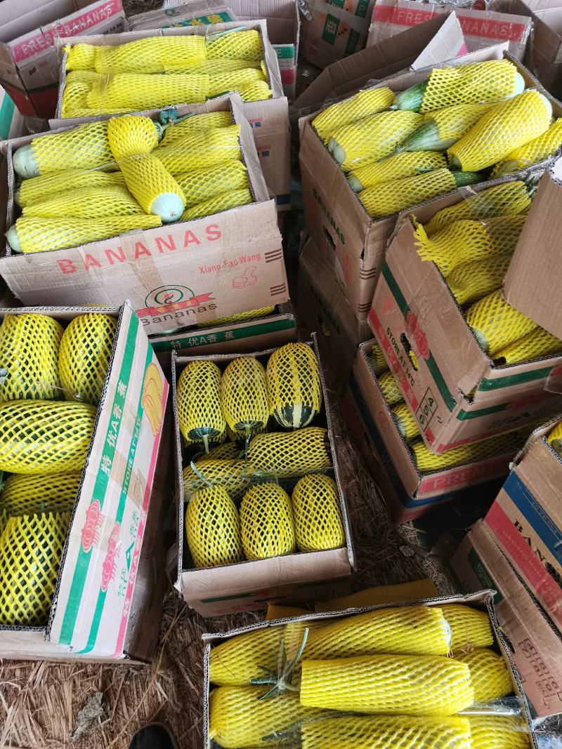 （精品推荐）博洋9号甜瓜大量供应市场电商专业代收