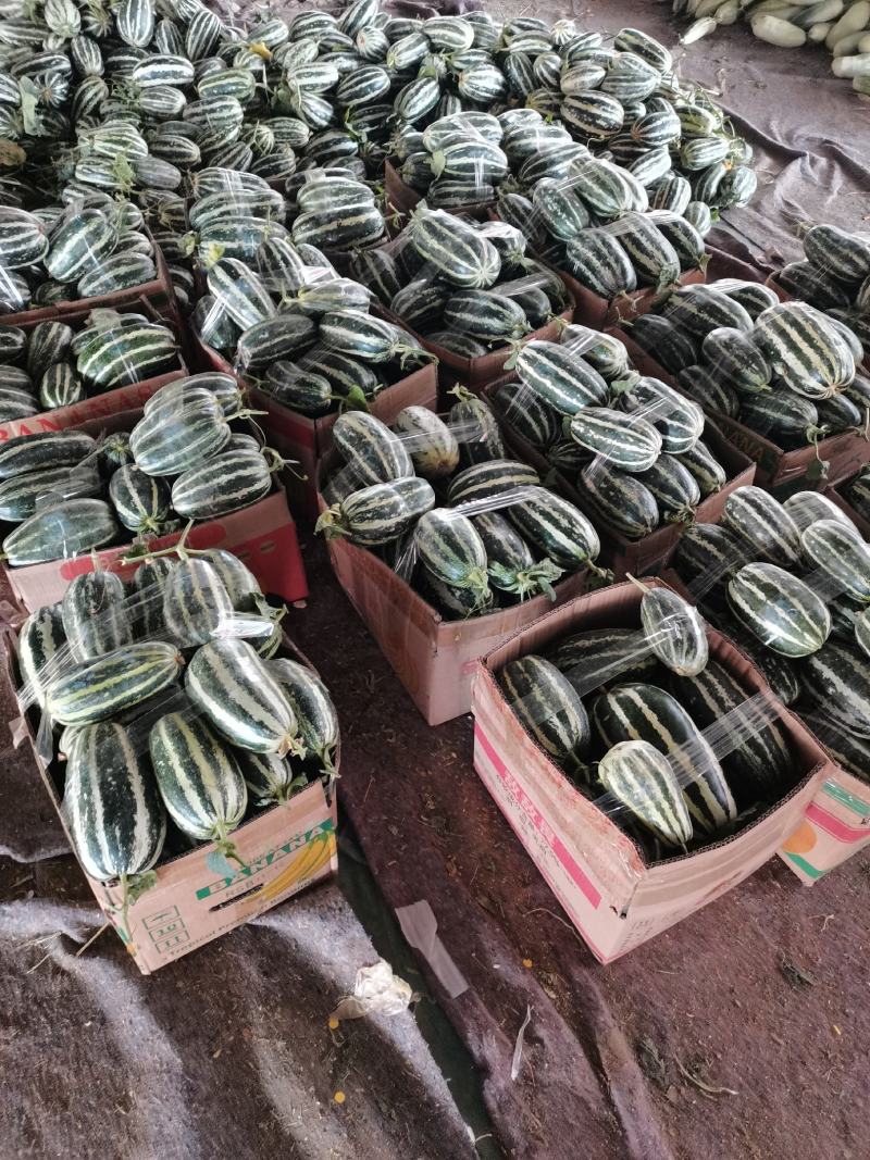（精品推荐）博洋9号甜瓜大量供应市场电商专业代收