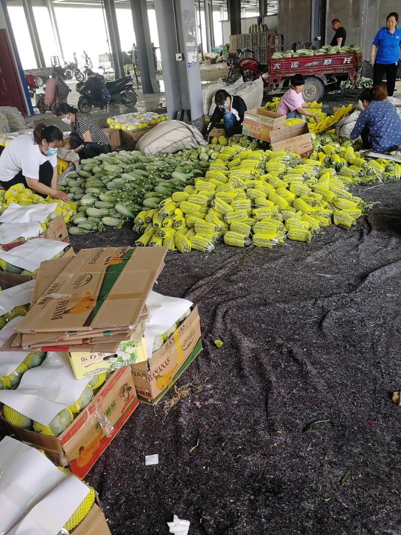 （精品推荐）博洋9号甜瓜大量供应市场电商专业代收