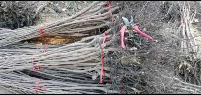 甜脆柿子苗甜脆柿子树苗，适合南北方种植，基地直销三包发