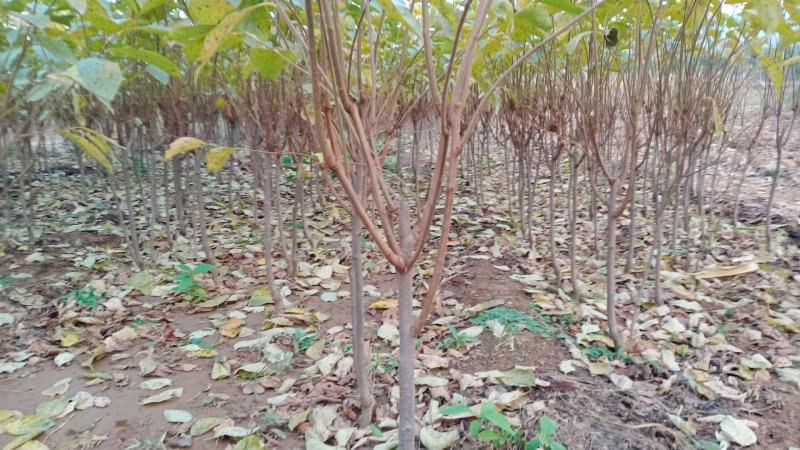 甜脆柿子苗甜脆柿子树苗，适合南北方种植，基地直销三包发