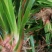 石菖蒲种苗野生石菖蒲苗成活率高苗圃直发货源充足批发